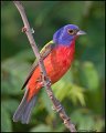 _1SB3376 painted bunting